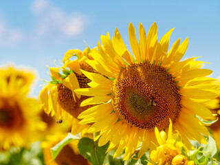 Fototapete bei efototapeten.de bestellen   