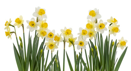 Illustration of Daffodils with white and yellow flowers blooming Isolated on transparent background