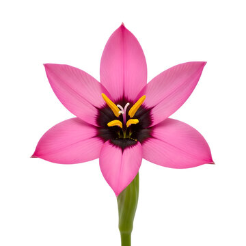 Pink Sparaxis Flower Blossom with Six Petals Isolated on transparent background