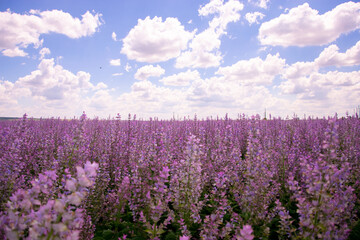Fototapeta premium A vibrant field of clary sage blooms stretches under a bright blue sky filled with fluffy clouds. The purple flowers create a stunning, colorful landscape.