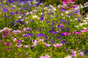 Fototapeta premium Various lobelia erinus flowers in shades of purple, pink, and white fill the garden, creating a lively and colorful scene in springtime sunlight.