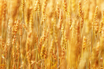 Obraz premium Golden Wheat field background, ripening ears of wheat on field at natural light. Yellow ripe grains bread crop, good harvest in agricultural field, autumn season. Crops field grain culture at sunlight