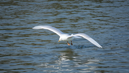 Fototapeta premium White gull descends toward the water surface with outstretched wings and visible orange feet just above the choppy blue waves in the sunlight.