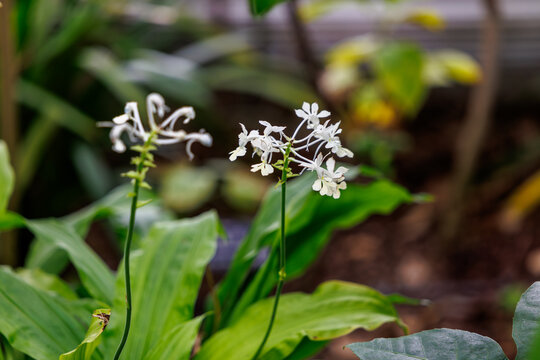 Close-up of small white flowers of Christmas Orchid (Calanthe triplicata) in full bloom