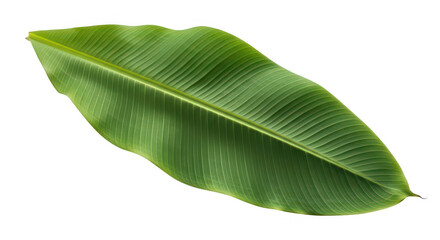 Obraz premium A vibrant detailed banana leaf with prominent veins isolated on transparent background