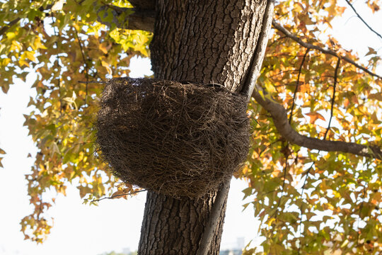 Bird nest on autumn tree trunk