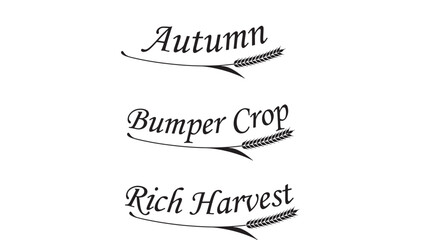Wheat stalks with text "Autumn", "Bumper Crop", and "Rich Harvest" in elegant black script typography on white background. © skakter24