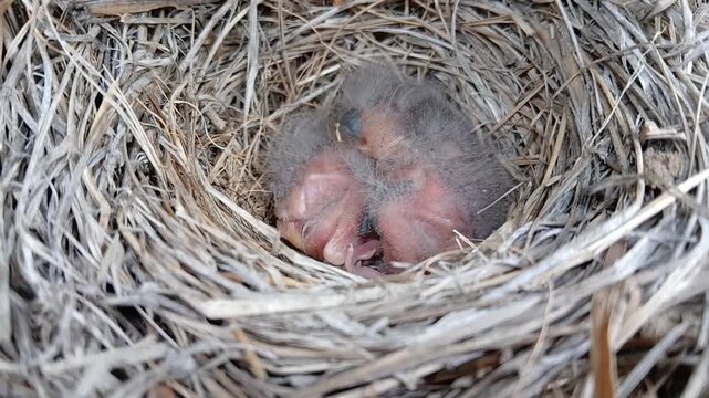 Few days ago hatched nestling baby birds in nest. This photage showing natural habitat.