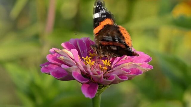 A vibrant red admiral butterfly rests on a bright pink zinnia flower.