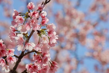 Obraz premium 青空と光を受けて花びらが透けるピンクの安行桜