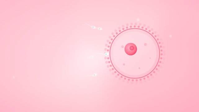 Animated fertilization process of an egg cell by sperm