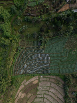 Drone picture of fields in Indonesia 