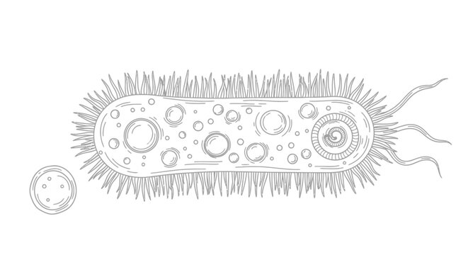 Detailed illustration of a bacterium with flagella and pili.