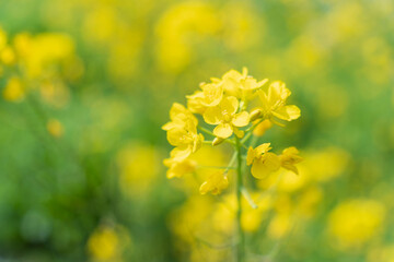 Obraz premium 春の花 菜の花のクローズアップ02
