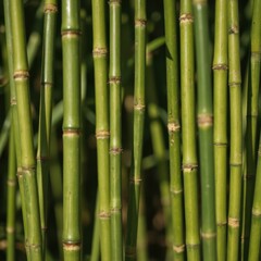 Fototapeta premium Repeating vertical bamboo stalks forming a natural green pattern in bright sunlight