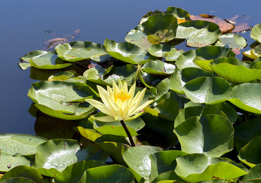 Water lily and natural lotus during March