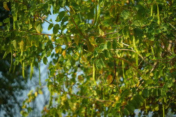 Fototapeta premium Lush green foliage and long seed pods hanging from the branches of a tree illuminated by natural sunlight.