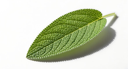 Obraz premium Macro photography of a single fresh green organic common sage herb leaf isolated on a pure white background, showcasing detailed texture, veins, and natural aromatic herbal culinary foliage.