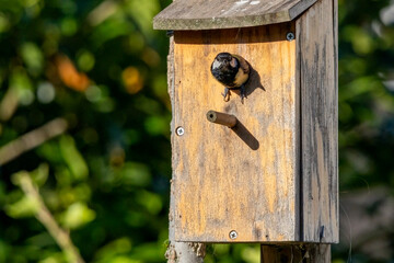 Great tit bird (Parus major) peeking from wooden birdhouse entrance in spring © jokuephotography