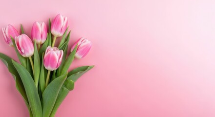 Fototapeta premium Pink tulips on pastel background