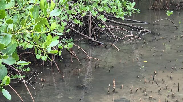 Dense Mangrove Forest Scenery with Unique Stilt Roots in Coastal Ecosystem Area.