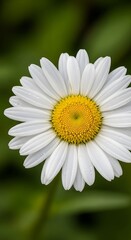 Fototapeta premium White Daisy Flower Closeup with Green Background.