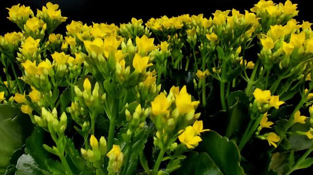 Fioritura rapidadi fiori in metodo timelapse