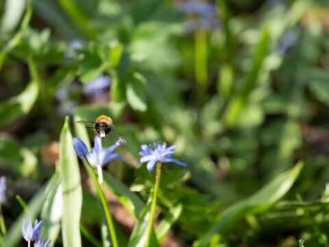 Zweibl&auml;ttriger Blaustern, Scilla bifolia