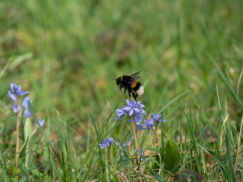 Zweibl&auml;ttriger Blaustern, Scilla bifolia
