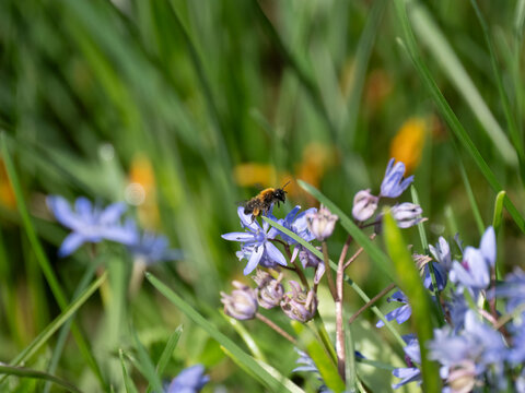 Zweibl&auml;ttriger Blaustern, Scilla bifolia