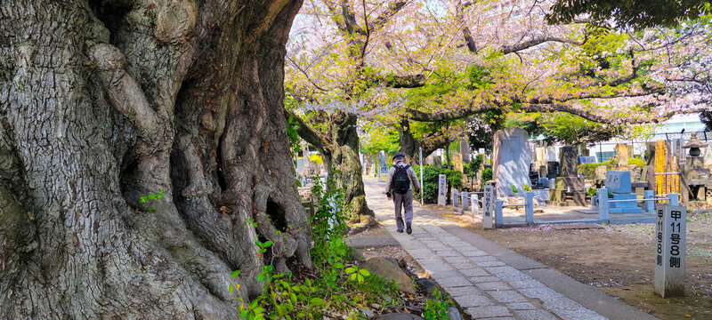 Yanaka Cemetery in Tokyo, Japan