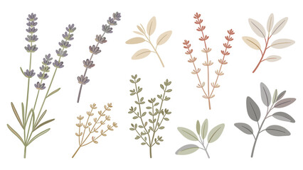 Set of Eight Botanical Illustrations Featuring Lavender, Herb, Flower, Leaf, Stem, and Species in Scientific Documentation Style © Ube