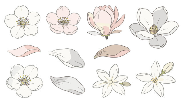 White, Pink, Brown Petals & Flowers in Three Rows