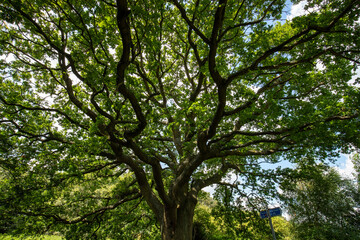 Fototapeta premium Beautiful Oak tree against the sky