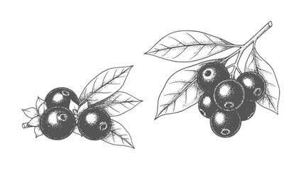 Hand drawn dark berries with leaves white berry fruit leaf plant food © Ali