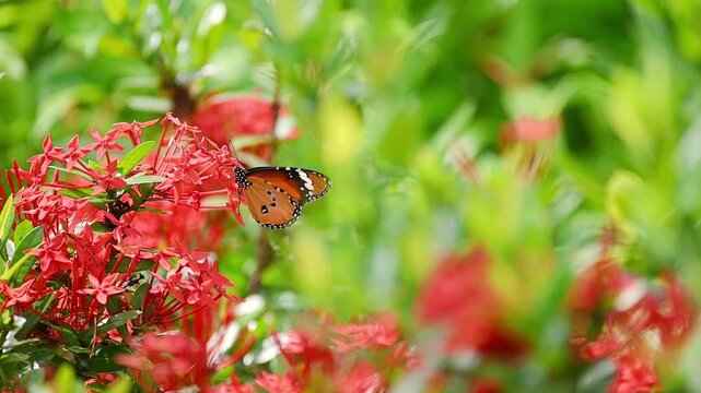 Plain Tiger Butterfly in slow motion, resting on vivid red blossoms, sipping nectar with gentle wing flutters before flying away in a dreamy garden scene