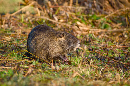Coypu nutria standing on grass among dry vegetation