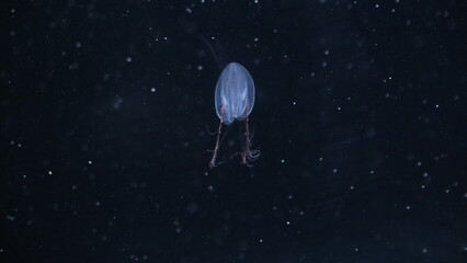 クラゲ © ろぅず ぶるぅ