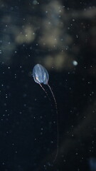 クラゲ © ろぅず ぶるぅ