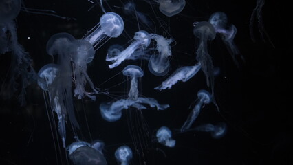 クラゲ © ろぅず ぶるぅ