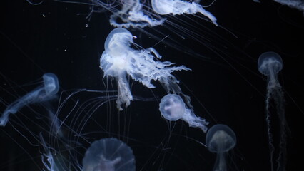 クラゲ © ろぅず ぶるぅ