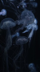 クラゲ © ろぅず ぶるぅ