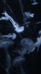 クラゲ © ろぅず ぶるぅ