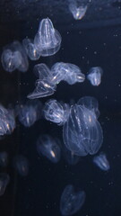 クラゲ © ろぅず ぶるぅ