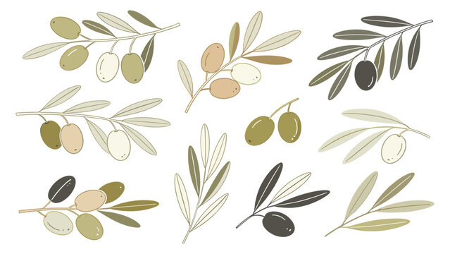 Digital Set Element Botanical Floral Species Olive Branches Stylized Illustration Modern Minimalist Design