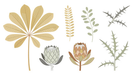 Set element botanical species collection with daisy wheat eucalyptus rose artichoke sunflower cactus stylized flat illustrations © Ube