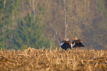 Two Egyptian geese standing in harvested field © in_colors