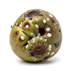 Rotten green fruit with white spots and holes on white background.