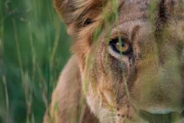 Close-up of a young African lion face hidden in tall grass in Uganda. Wildlife portrait showing intense eye contact of a predator in natural savanna habitat. © Gatis