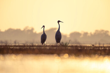Two Sarus Crane birds standing in a misty wetland during golden sunrise. Silhouette wildlife scene with warm light, soft background, and water reflections creating a peaceful natural atmosphere. © Lavee